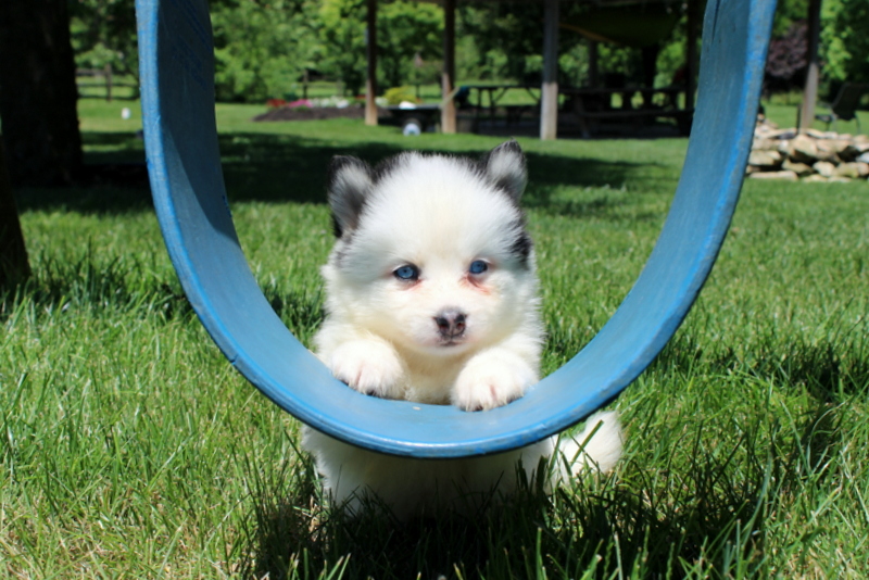 puppy, for, sale, Pomsky, Matthew B. Stoltzfus, dog, breeder, Gap, PA, dog-breeder, puppy-for-sale, forsale, nearby, find, puppyfind, locator, puppylocator, aca